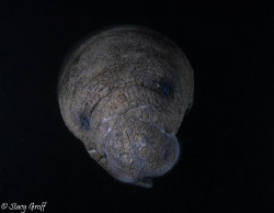 Manatee at dawn on a cold January morning in the Florida ... by Stacy Groff 